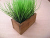 Grass In Small Wood Box