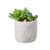 Mini Succulent With Light Grey Ceramic Pot