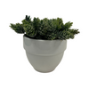 Large Light Green Plant in Round White Pot