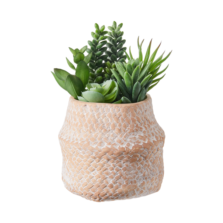 Textured Terracotta Planter with Succulents