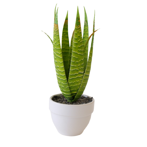 Medium White Potted Aloe