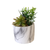 Green Succulent Plant With White Marble Pot