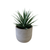 Aloe Vera With White and Grey Ceramic Striped Pot Small