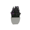 Small Lavender in Square White Pot