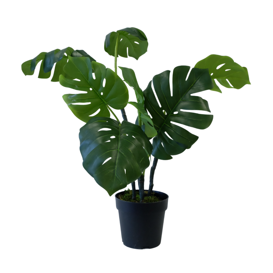 Large Potted Monstera Plant