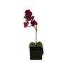 Orchid - Short Potted Purple