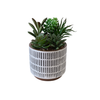 Succulent With White and Black Striped Pot Small