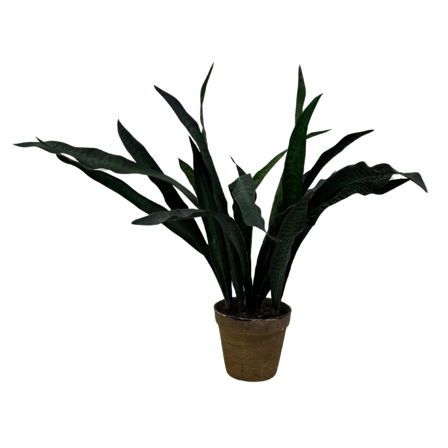 Snake Plant 35"