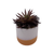 Mini Succulent With White & Orange Ceramic Pot