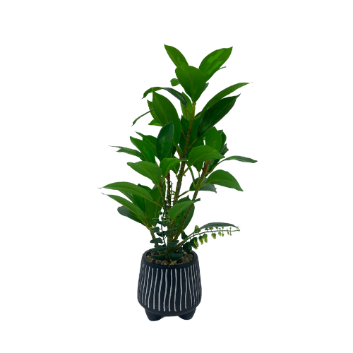 Plant - ZZ Plant w/Black & White Striped Pot MEDIUM