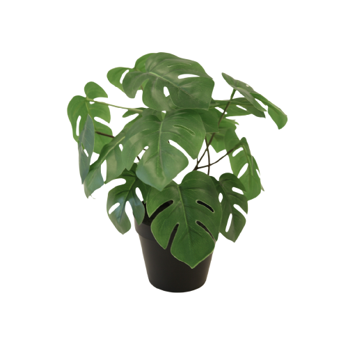Small Potted Baby Monstera Plant