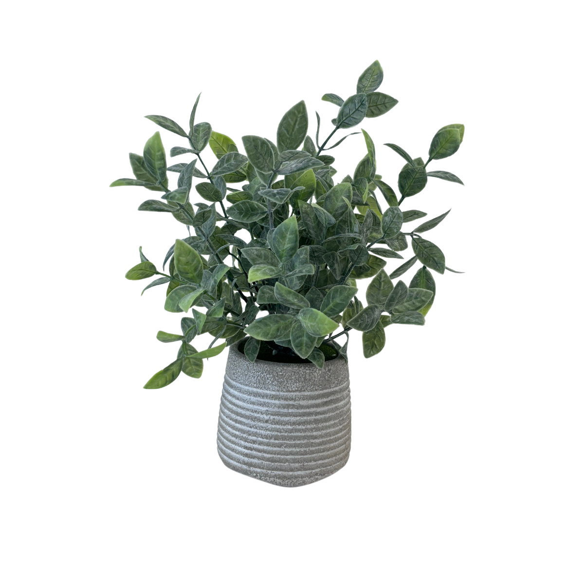 Sage with Ribbed Concrete Pot