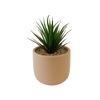 Aloe Vera With Pink Ceramic Pot Small