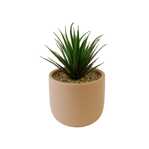Aloe Vera With Pink Ceramic Pot Small