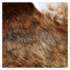 Cowhide Rug