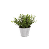 Small Plant Tin Pot