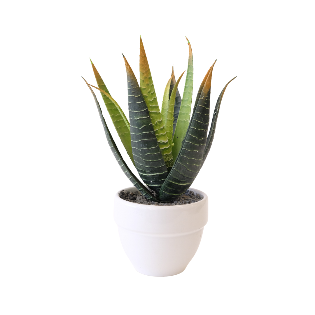 Large Potted Aloe White