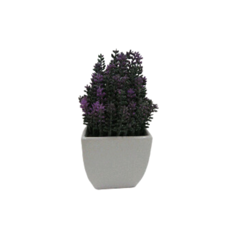 Medium Lavender in Square White Pot