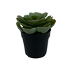 Small Succulent w/ Black Pot