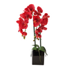 Tall Red Potted Orchid