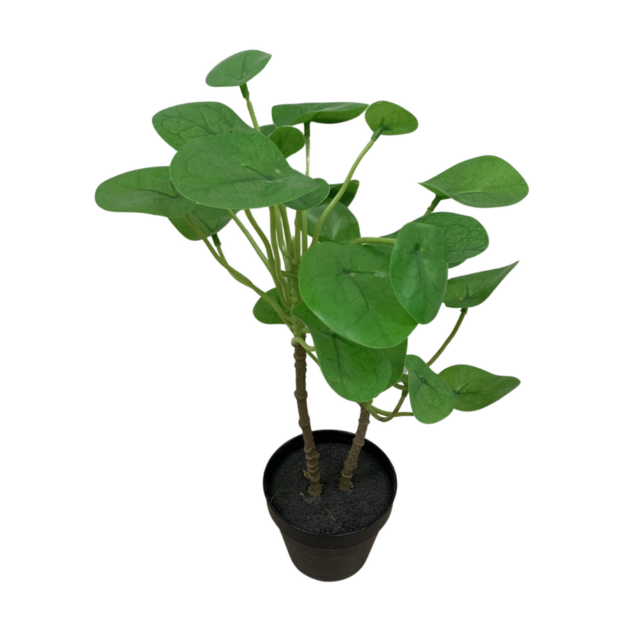 Medium Chinese Dollar Plant