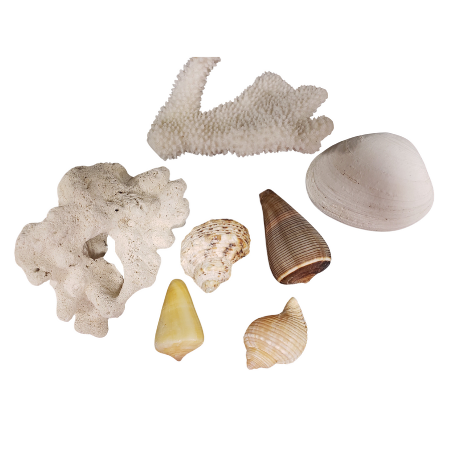 Assorted Shells