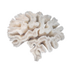 Cream Coral Anemone