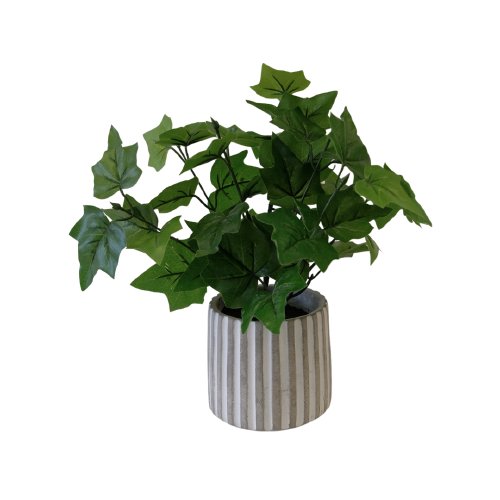 Ivy With White and Grey Ceramic Pot Medium