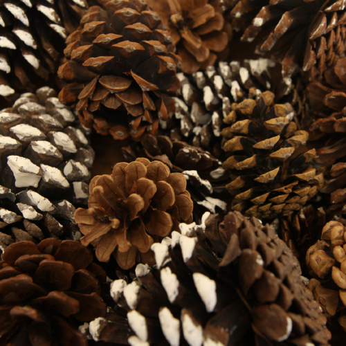 Pinecone Various Sizes