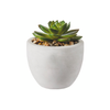 Mini Succulent With Cement Pot