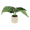 Plant - Calathea w/White Ceramic Pot - SMALL