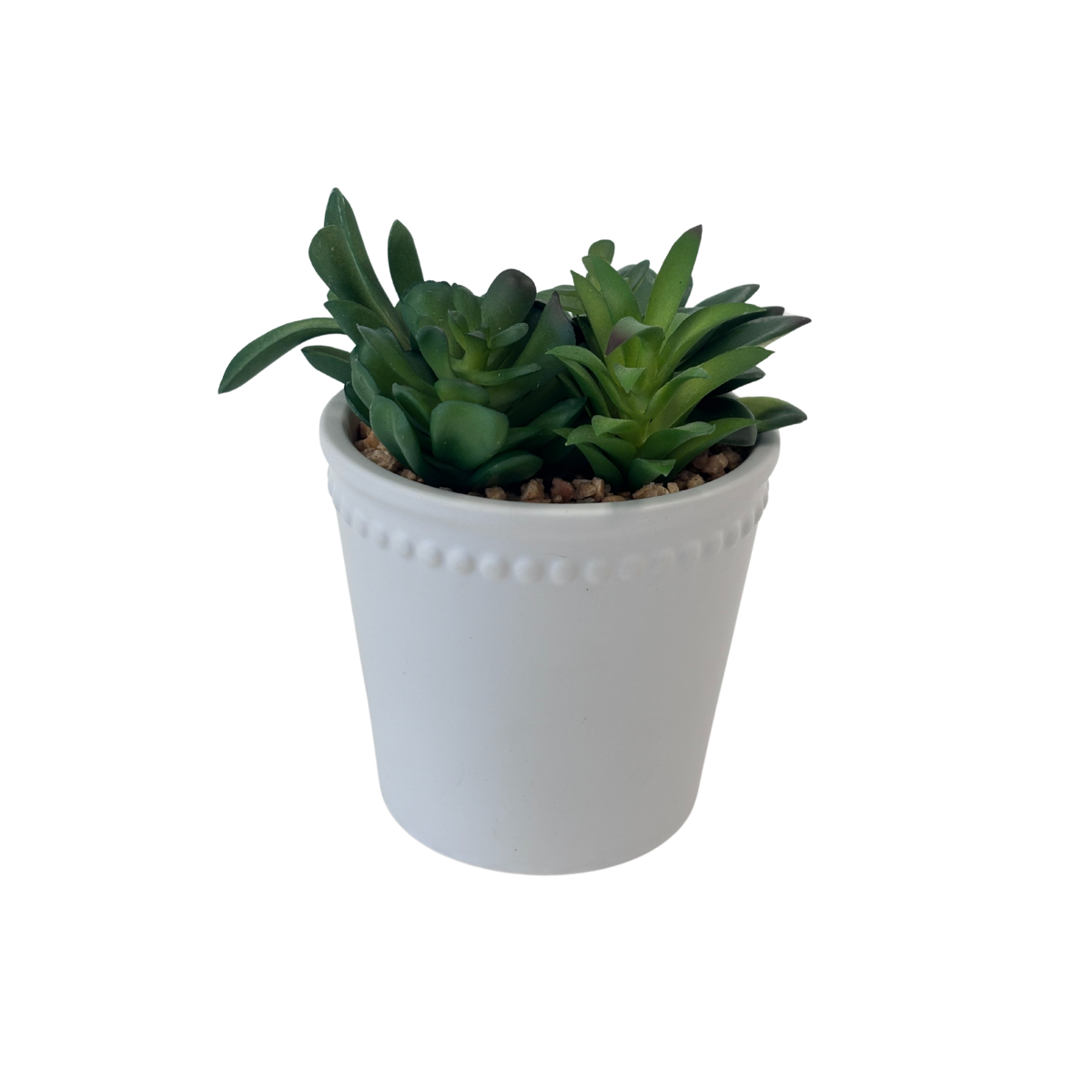 Succulents in White Pot