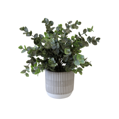 Eucalyptus With White and Grey Striped Pot Medium