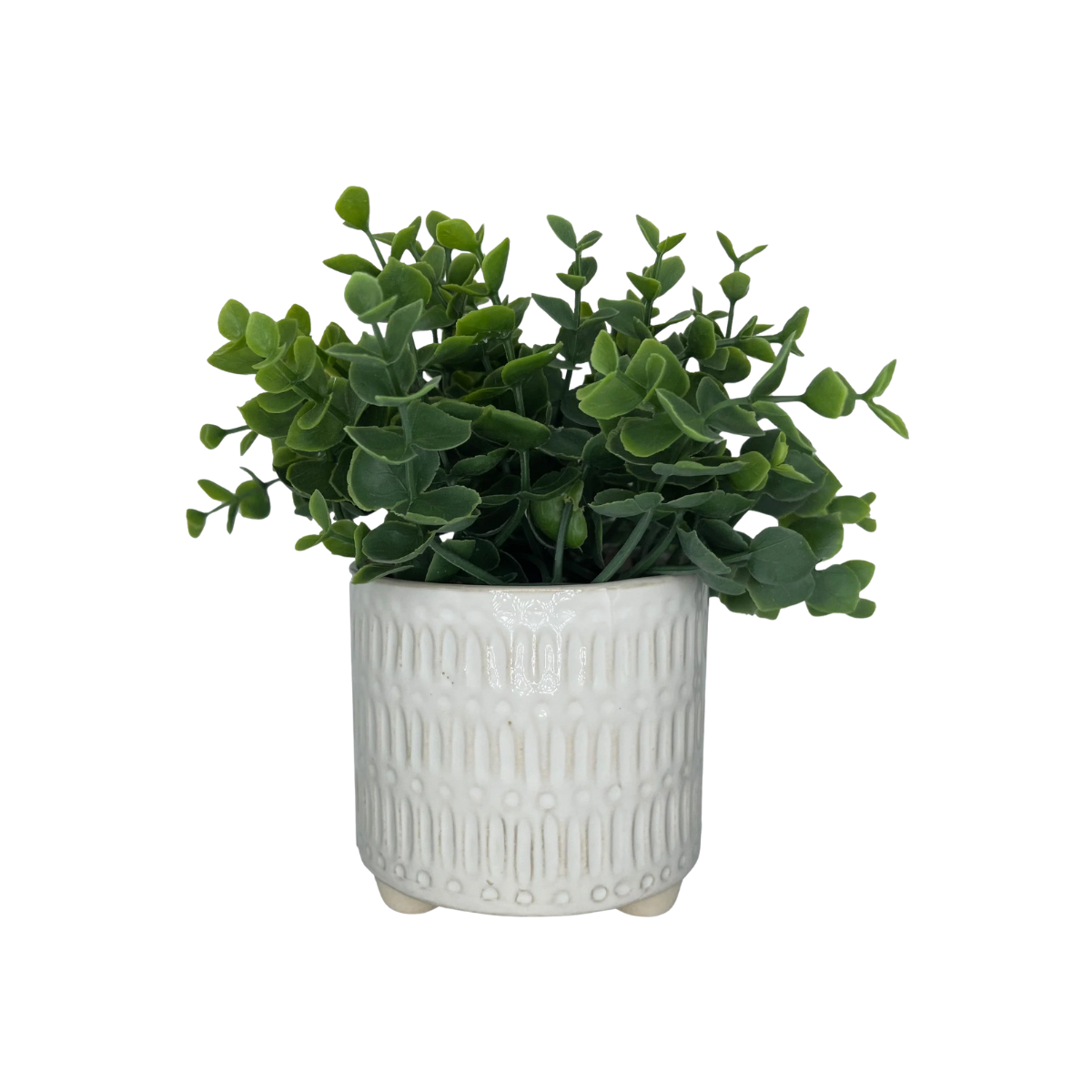 Light Green Plant with White Ceramic Pot