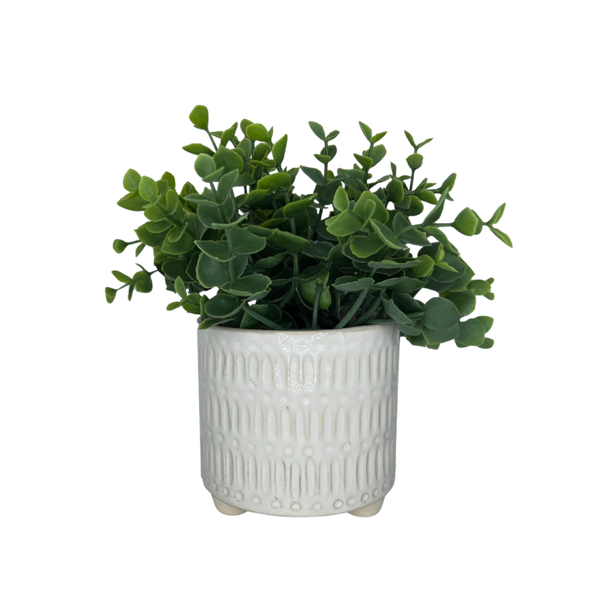 Light Green Plant with White Ceramic Pot
