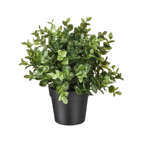 Light Green Plant in Black Pot