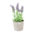 Lavender Plant in Concrete Pot