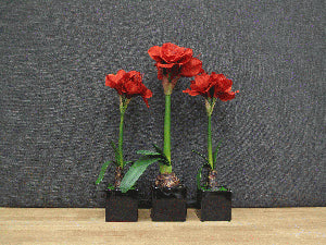 Amarilla Short Red Flower