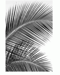 Art - Tropical Fan Large CLEARED