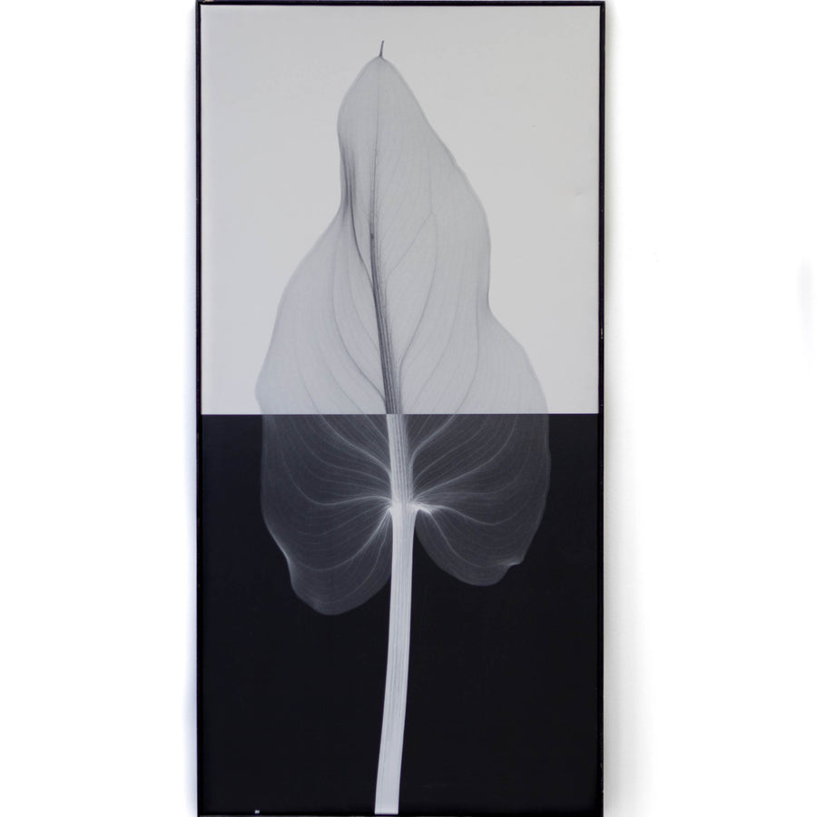 Art - Meyers Calla II Large 23" X 55" CLEARED