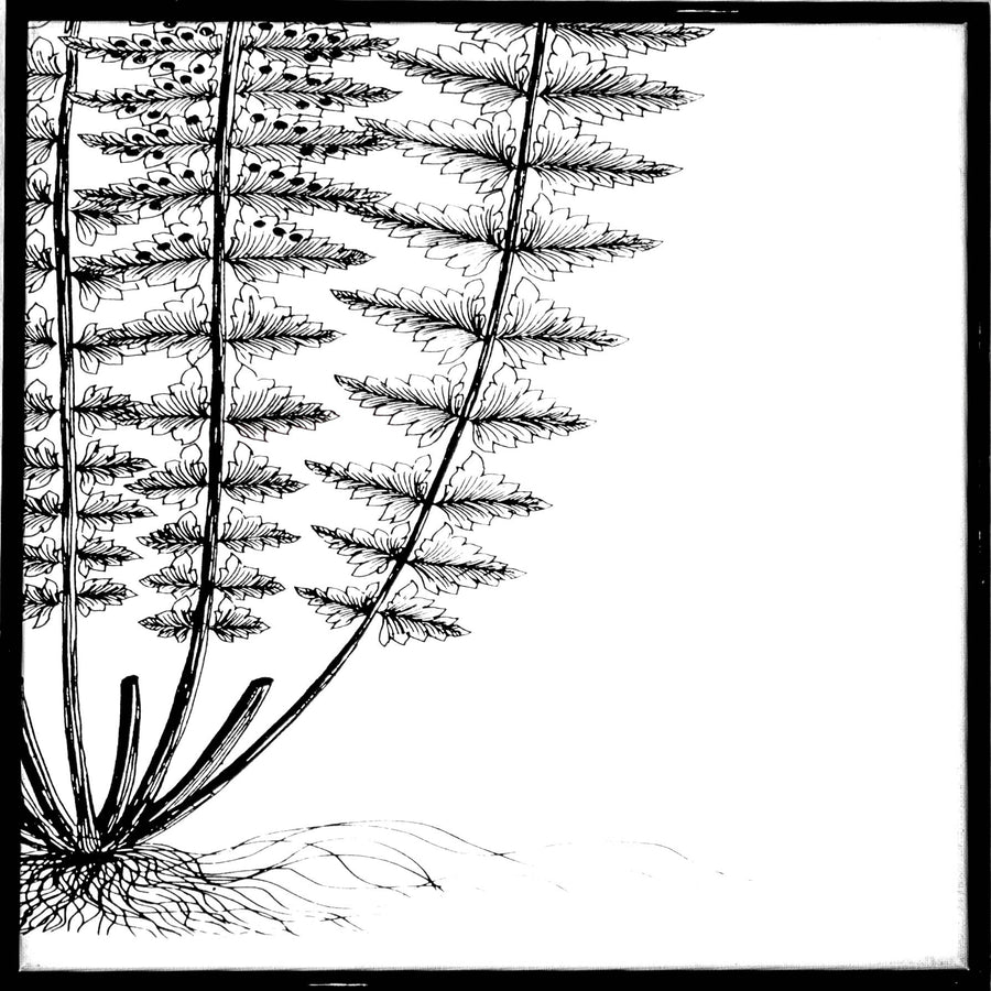 Art - Botanical Series- Fern IV Small 16" X 16" CLEARED