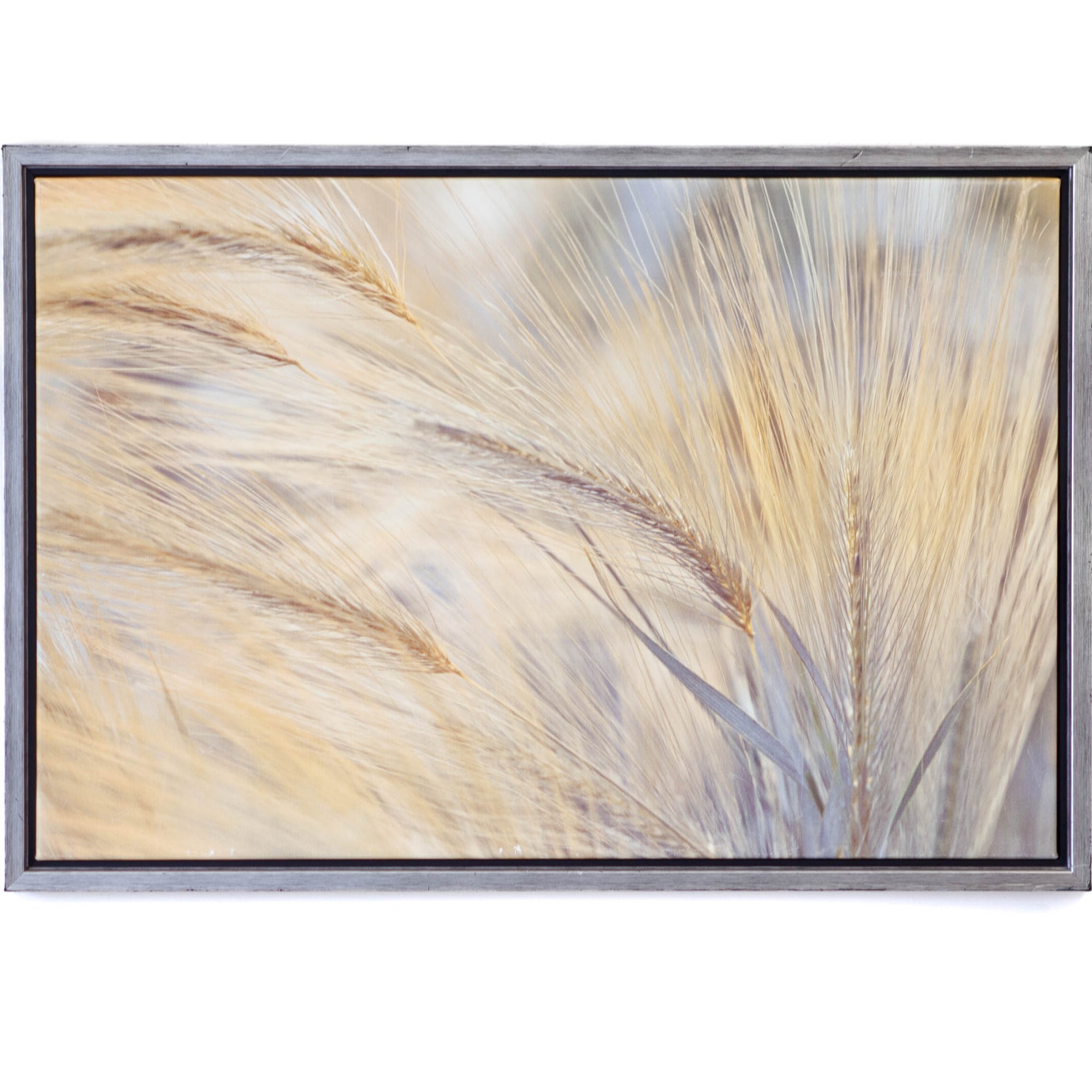 Art - Foxtails Medium 22" X 32" CLEARED