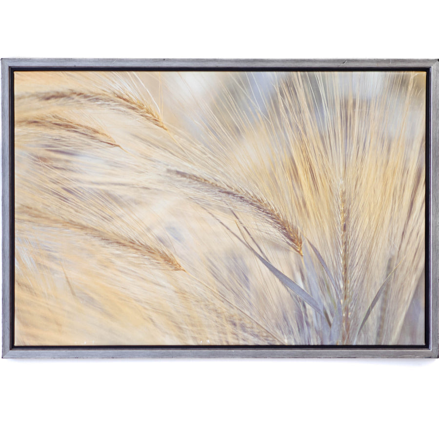 Art - Foxtails Medium 22" X 32" CLEARED