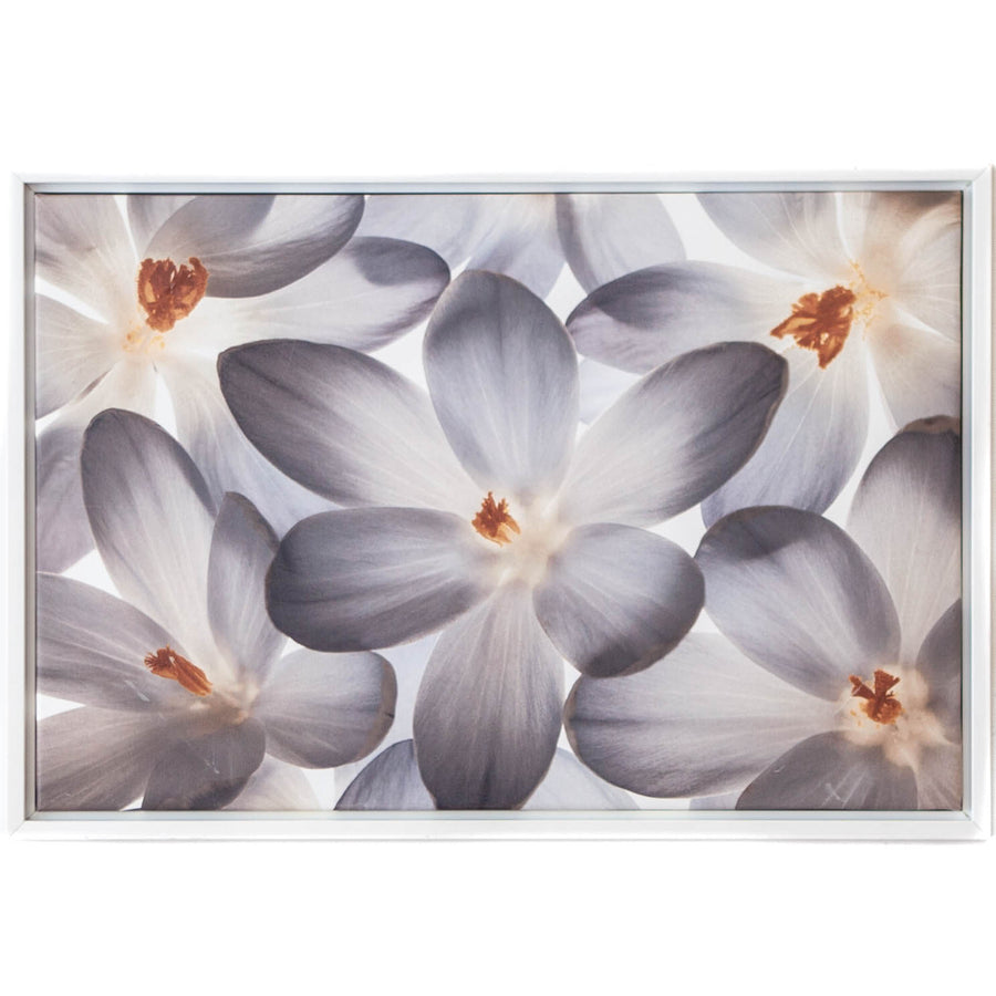 Art - Petal Perfect - Cleared - 30 x 20