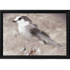 Art - Grey Jay 1 - Small - CLEARED 18" X 12"