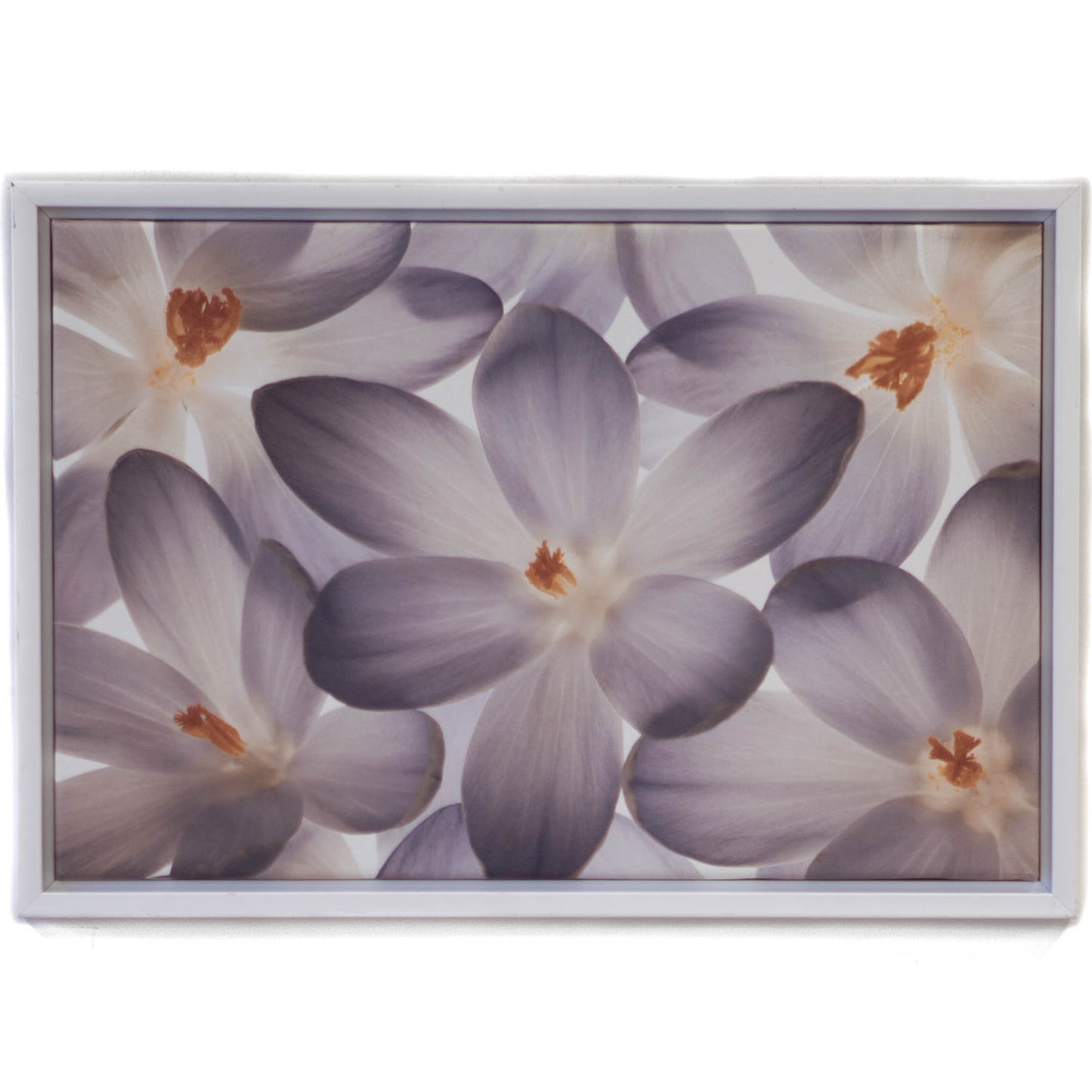Art - Petal Perfect - Small - CLEARED 24" X 16"