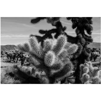 Art - B&W Cactus 1 - SMALL - CLEARED 24" x 36"