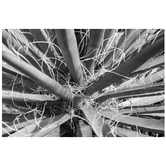 Art - Cactus 2 Medium 24" X 36" CLEARED