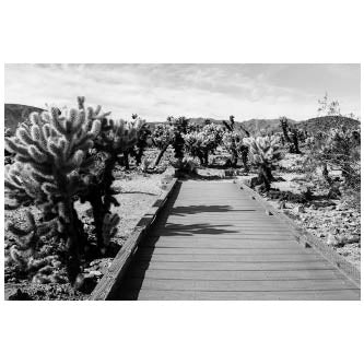 Art - Desert 2 Medium 24" X 36" CLEARED