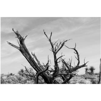 Art - Desert 3 Medium 24" X 36" CLEARED